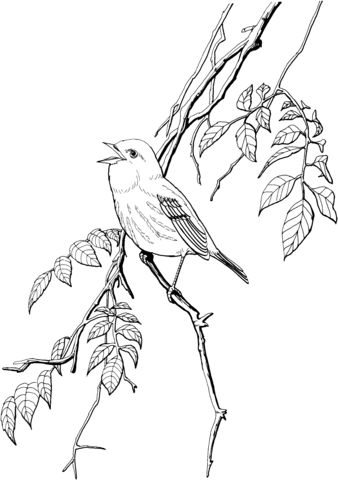 Yellow Warbler Coloring Page